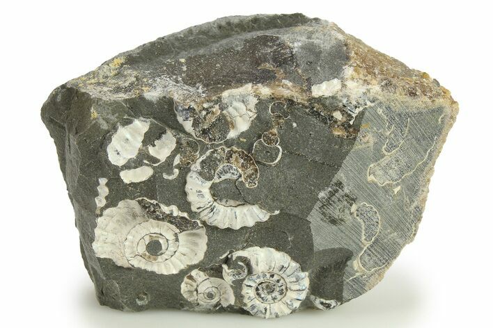 Ammonite (Promicroceras) Cluster - Marston Magna, England #282004